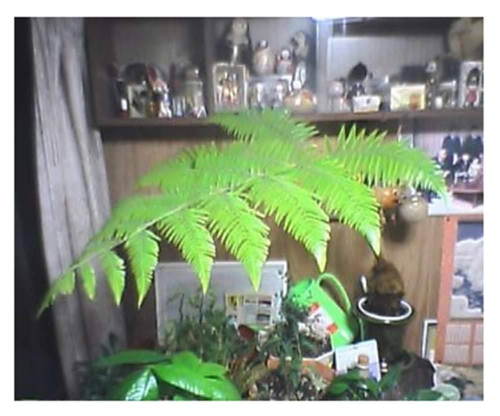 部屋の画像 by 白マジュさん | 部屋とタカワラビとゴールデンモンキーとキンモウコウとシダ植物と珍しいと卍解